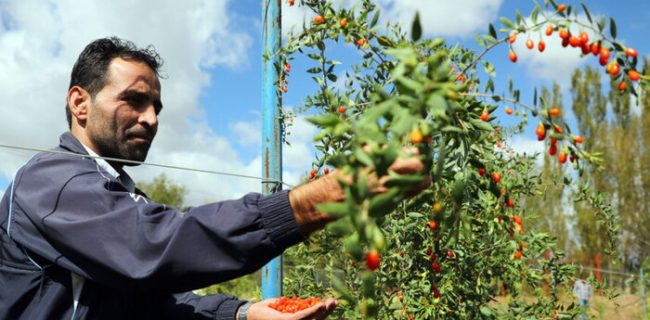 ورود گیاه گوجی بری به عرصه کشاورزی آذربایجان شرقی